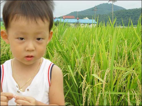 우리 논에 있는 벼가 아닌지라 순간적으로 약간 당황해서 "그렇게 하면 안 된다"며 제가 나무라자 금세 얼굴이 시큰둥해집니다. 